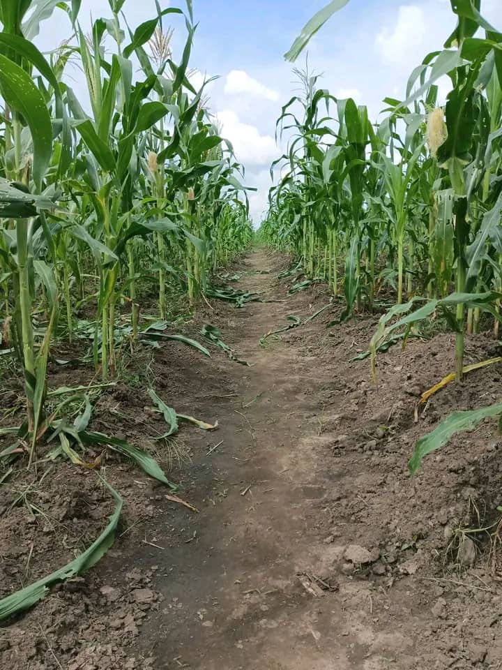 12,000 Returnees Ask for Farming and Security Support in Yei