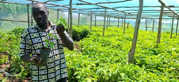 Coffee Shade Trees Support Climate Action at ECU