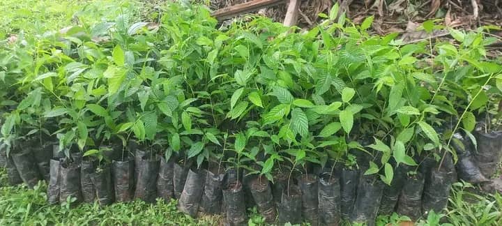 ECU Champions Eco Farming with Fast Growing Trees