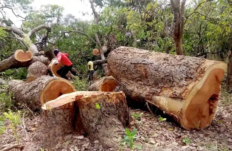 Illegal Logging Blamed for Drought and Crop Failure in Kajo Keji County
