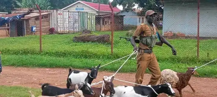 Animal Owners in Yei Warned to Comply With Restraint Rules