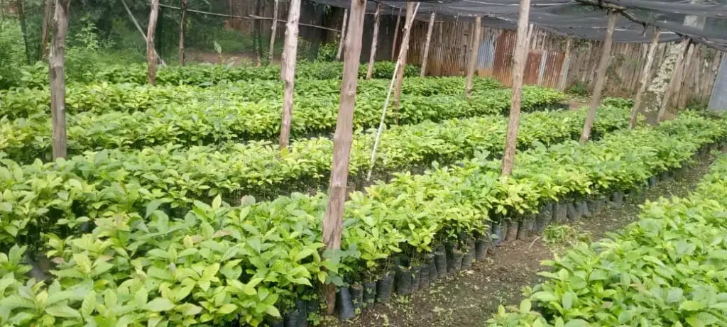 Episcopal Church Launches Project to Revive Yei Coffee Industry (Video)