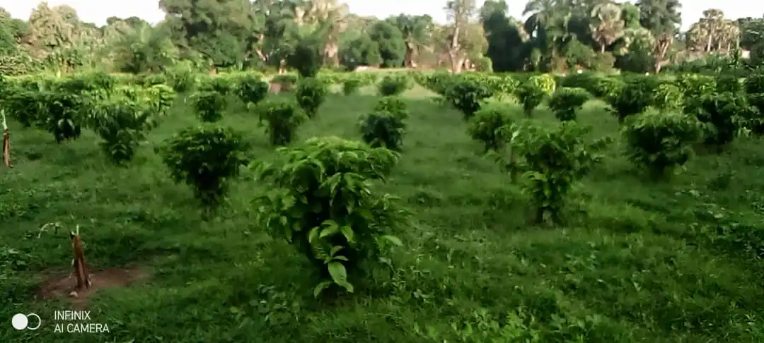 Episcopal Church Launches Project to Revive Yei Coffee Industry 2025 News