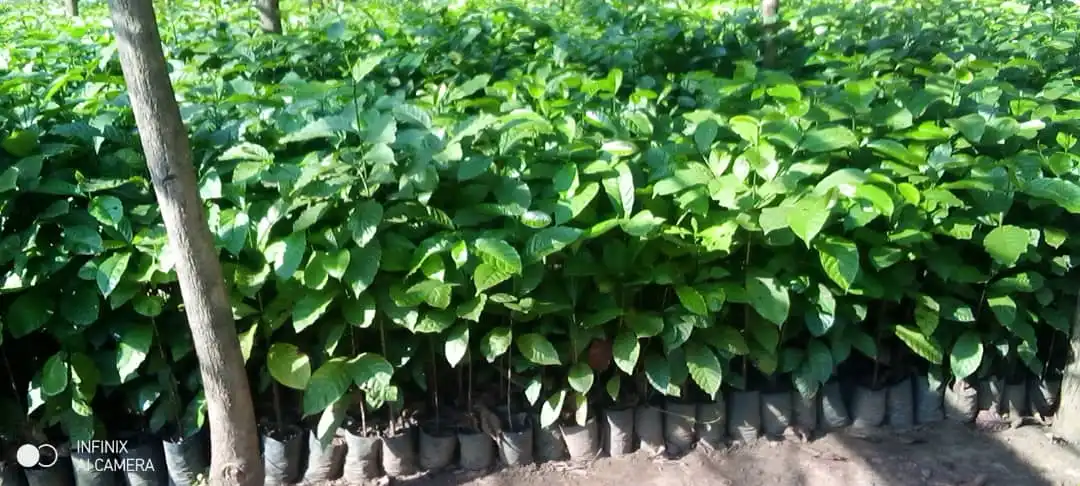 Episcopal Church Launches Project to Revive Yei Coffee Industry News