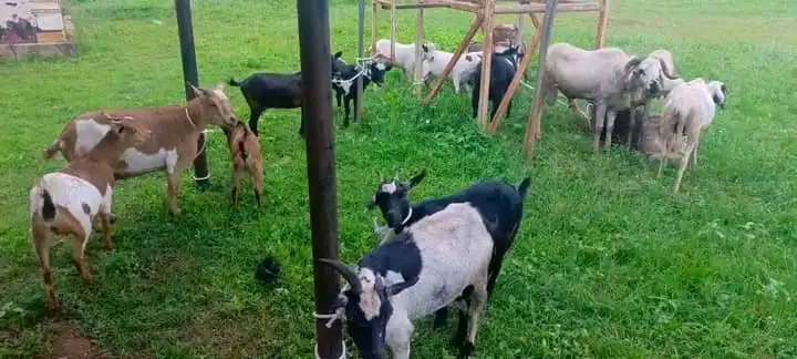 Over 30 Goats Seized in First Hour of Yei Operation Over 30 Goats Seized in First Hour of Yei Operation