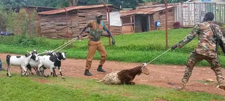SSPDF Joins Crackdown on Stray Animals in Yei Town SSPDF Joins Crackdown on Stray Animals in Yei Town