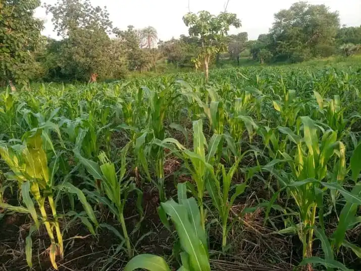 Farmers in Morobo Blame Displacement for Poor Harvest