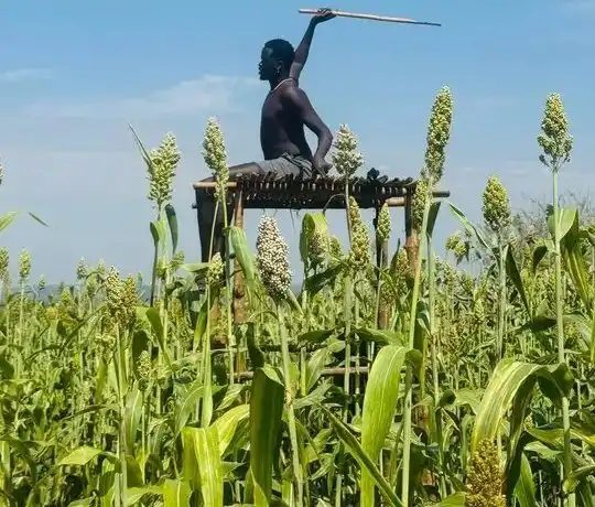 Ox-Ploughs and Nutrition Clubs Beat the Drought in Magwi