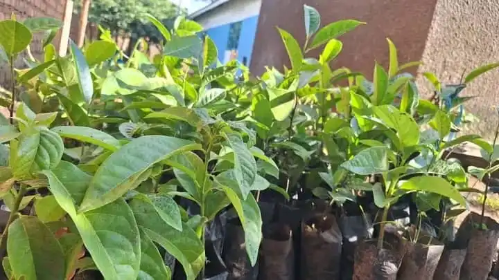 CDC Leads Environmental Protection Efforts in Yei River County