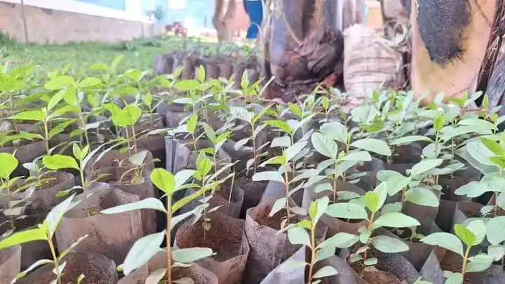 Fruit Tree Planting Programme Supports Livelihoods in Yei