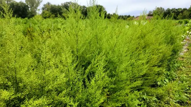 Yei County Farmers Trained on Medicinal Plants