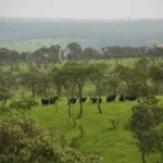 Armed Herders Invade Lantoto Park in Yei