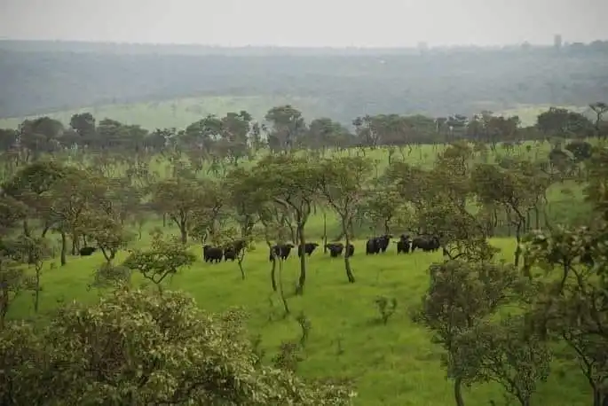 Armed Herders Invade Lantoto Park in Yei Armed Herders Invade Lantoto Park in Yei