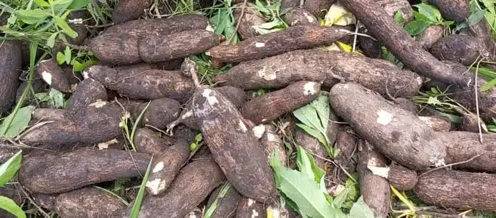 Young Farmers in Yei Want Government Action Young Farmers in Yei Want Government Action