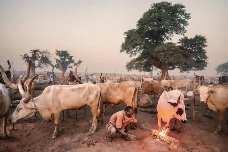 Ambororo Cattle Movements to Be Monitored - Access Radio