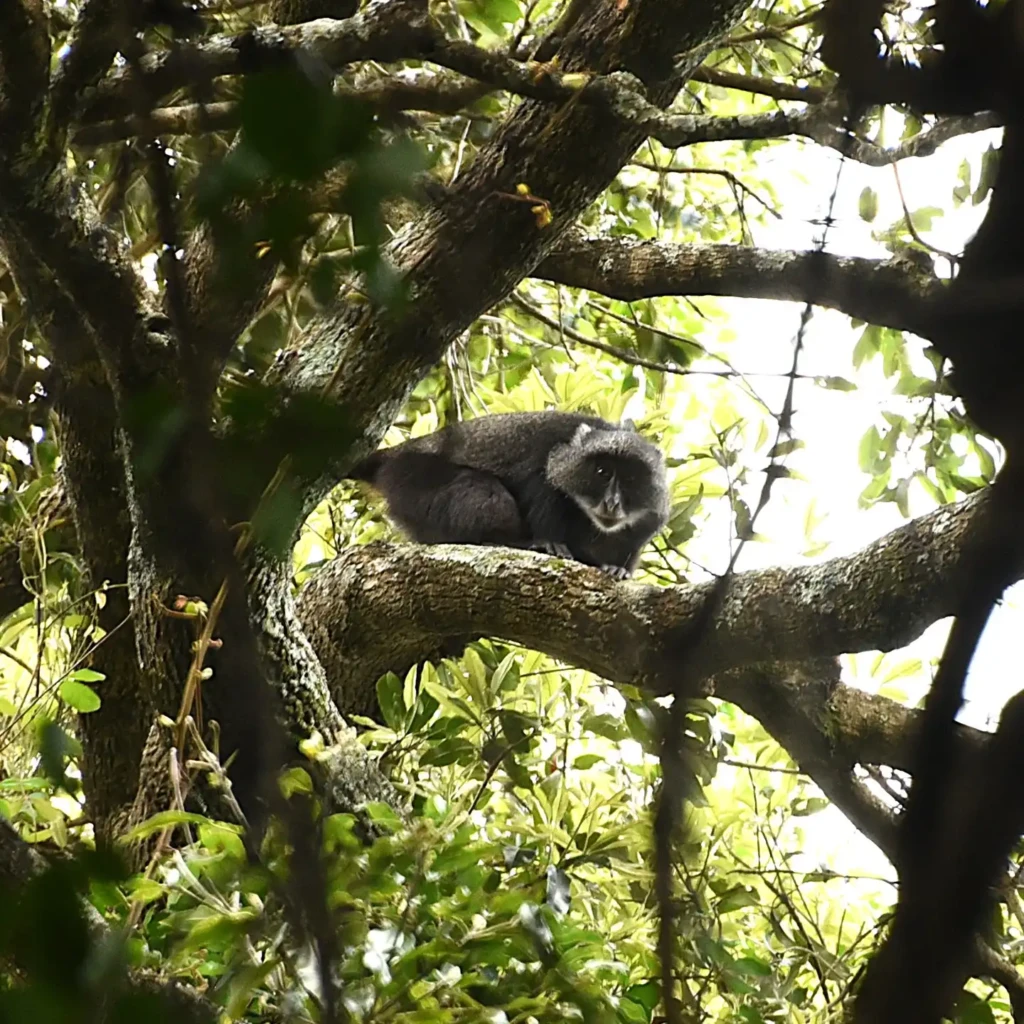Job Vacancy - Park Tech Officer – African Parks Network, Badingilo National Park, South Sudan