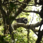 Job Vacancy - Park Tech Officer – African Parks Network, Badingilo National Park, South Sudan