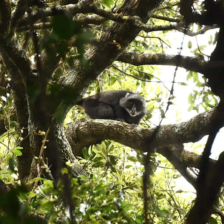 Job Vacancy - Park Tech Officer – African Parks Network, Badingilo National Park, South Sudan