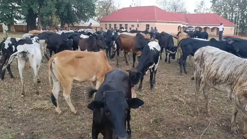 Yei River County Returns 53 Recovered Cattle to Goja Owners
