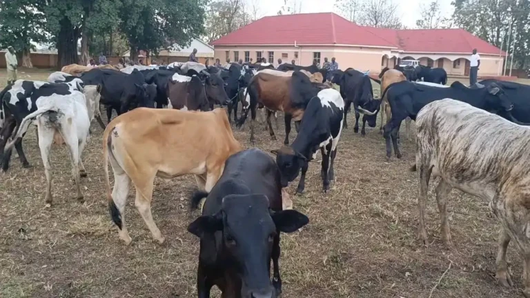 Yei River County Returns 53 Recovered Cattle to Goja Owners