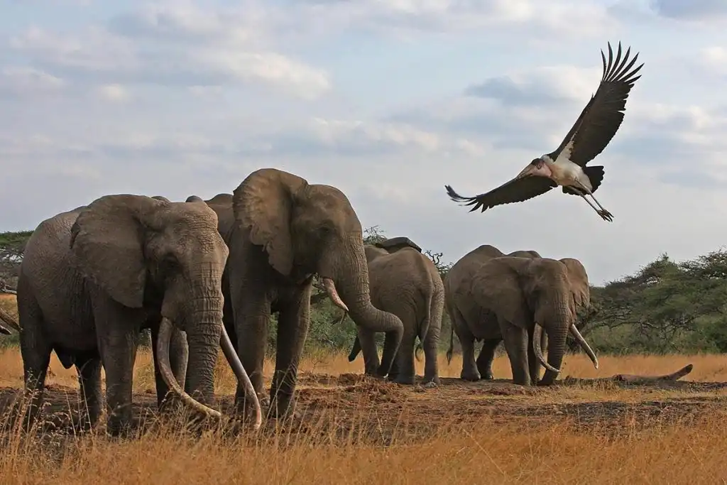 Elephants at Lantoto National Park- PHOTO CREIDTS: (Ultimate Wild Safaris)