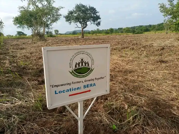 Morling Cooperative Demonstration Farm in Kajo-Keji County. File Photo (Access Radio)
