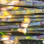 Sugar cane from Peter's Farm