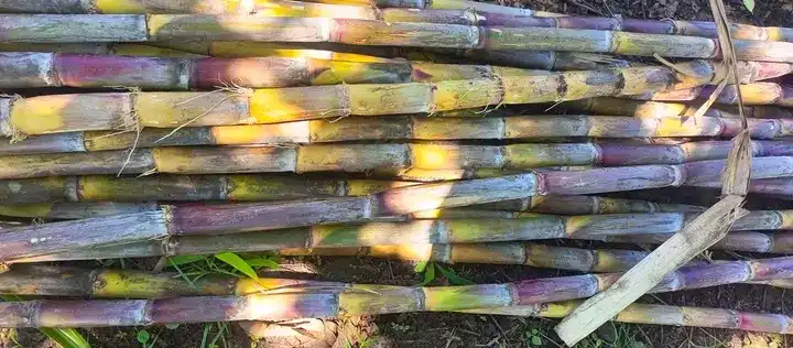 Sugar cane from Peter's Farm