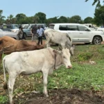 Cattle Returned in Juba County as CES and WES Step Up Peace Efforts