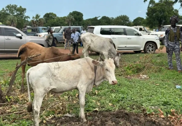 Cattle Returned in Juba County as CES and WES Step Up Peace Efforts