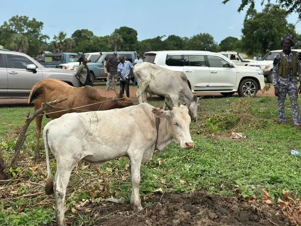 Cattle Returned in Juba County as CES and WES Step Up Peace Efforts