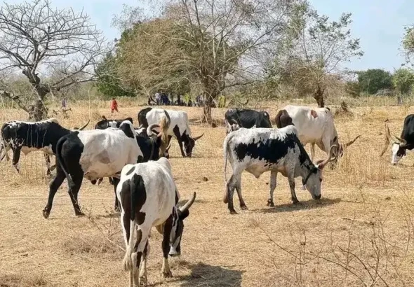 File Photo- Cows in CES