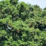 Image of Mango tree in Yei town