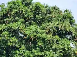 Image of Mango tree in Yei town