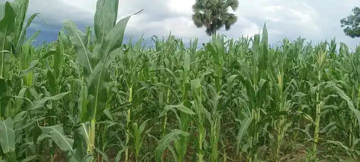 Maize Crops at Destiny Farm-PHOTO CREDITS-Destiny Farm International