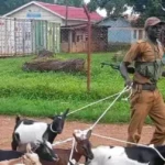 Some goats arrested by organized forces on the streets of Yei town. File Photo: (Access Radio)