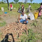 Farmers showcasing their Naracas cassava variety