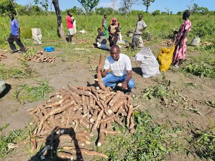 Farmers showcasing their Naracas cassava variety