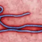 Image of Ebola Virus. Photo Credit: Centre for Disease Control (CDC)