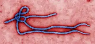Image of Ebola Virus. Photo Credit: Centre for Disease Control (CDC)