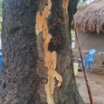 Mango tree affected by the thunder strike. Photo Credit: James Innocent