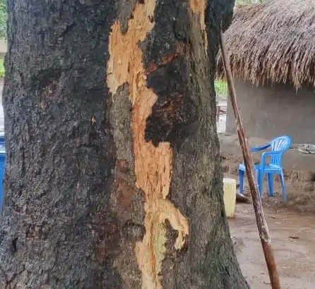 Mango tree affected by the thunder strike. Photo Credit: James Innocent