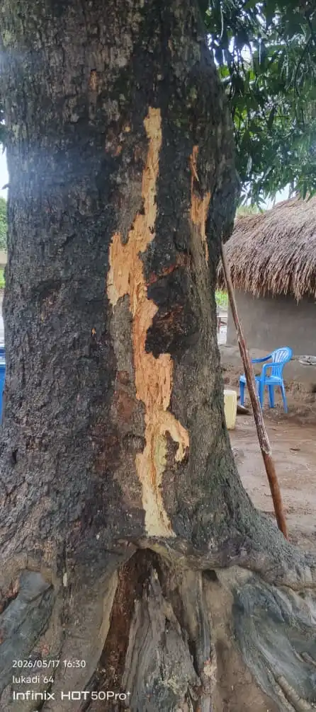 Mango tree affected by the thunder strike. Photo Credit: James Innocent