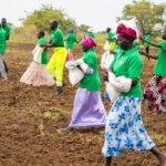 Aweil Rice Scheme Targets 3,000 Feddans in New Planting Season