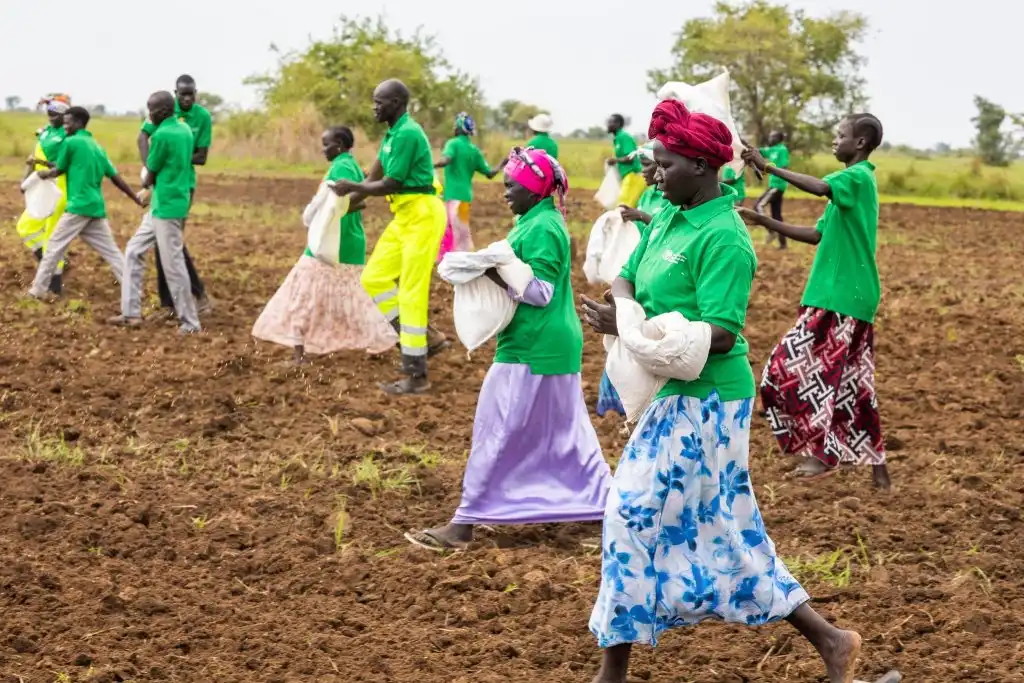 Aweil Rice Scheme Targets 3,000 Feddans in New Planting Season