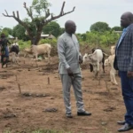 Government Team Sent to Return Looted Cattle in Terekeka Couty, Central Equatoria State