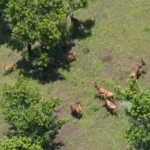 Lioness, Cub and Rare Sitatunga Spotted in Boma National Park