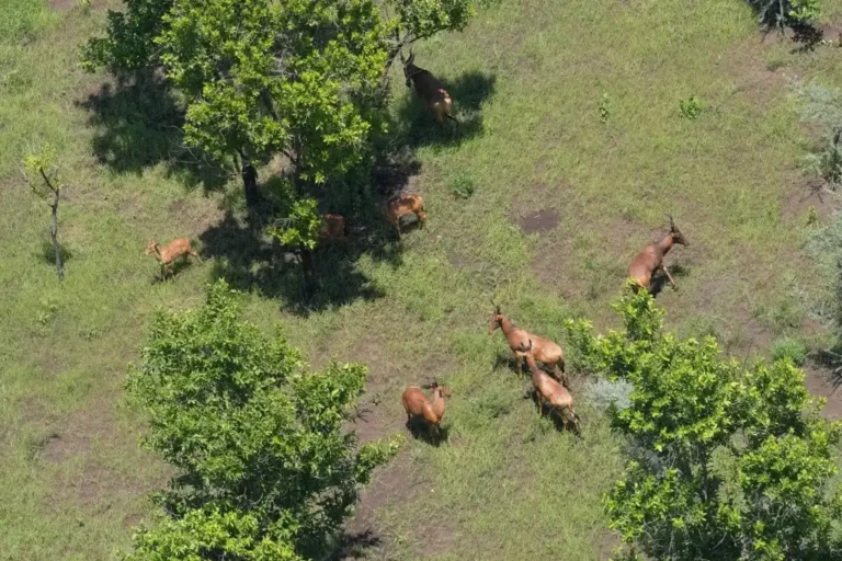 Lioness, Cub and Rare Sitatunga Spotted in Boma National Park