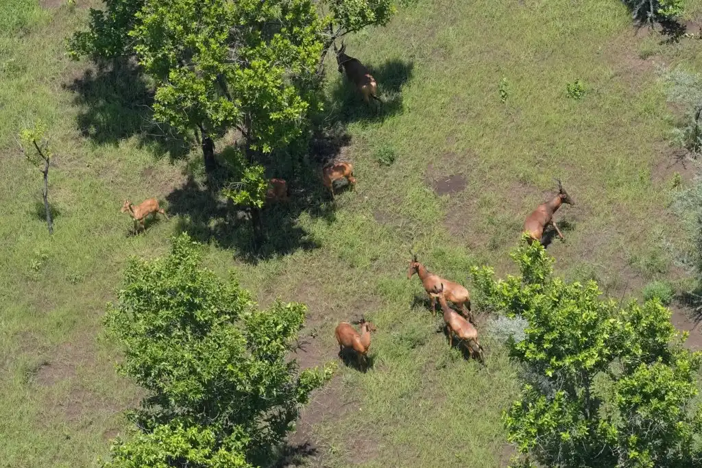 Lioness, Cub and Rare Sitatunga Spotted in Boma National Park