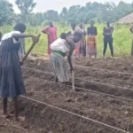 Ronyi Farmers supported by Koneta Hub. Photo Credit: Hand out KONETA Hub